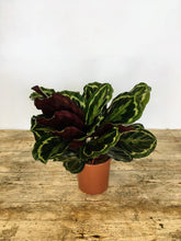 Load image into Gallery viewer, Calathea medallion
