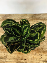 Load image into Gallery viewer, Calathea medallion
