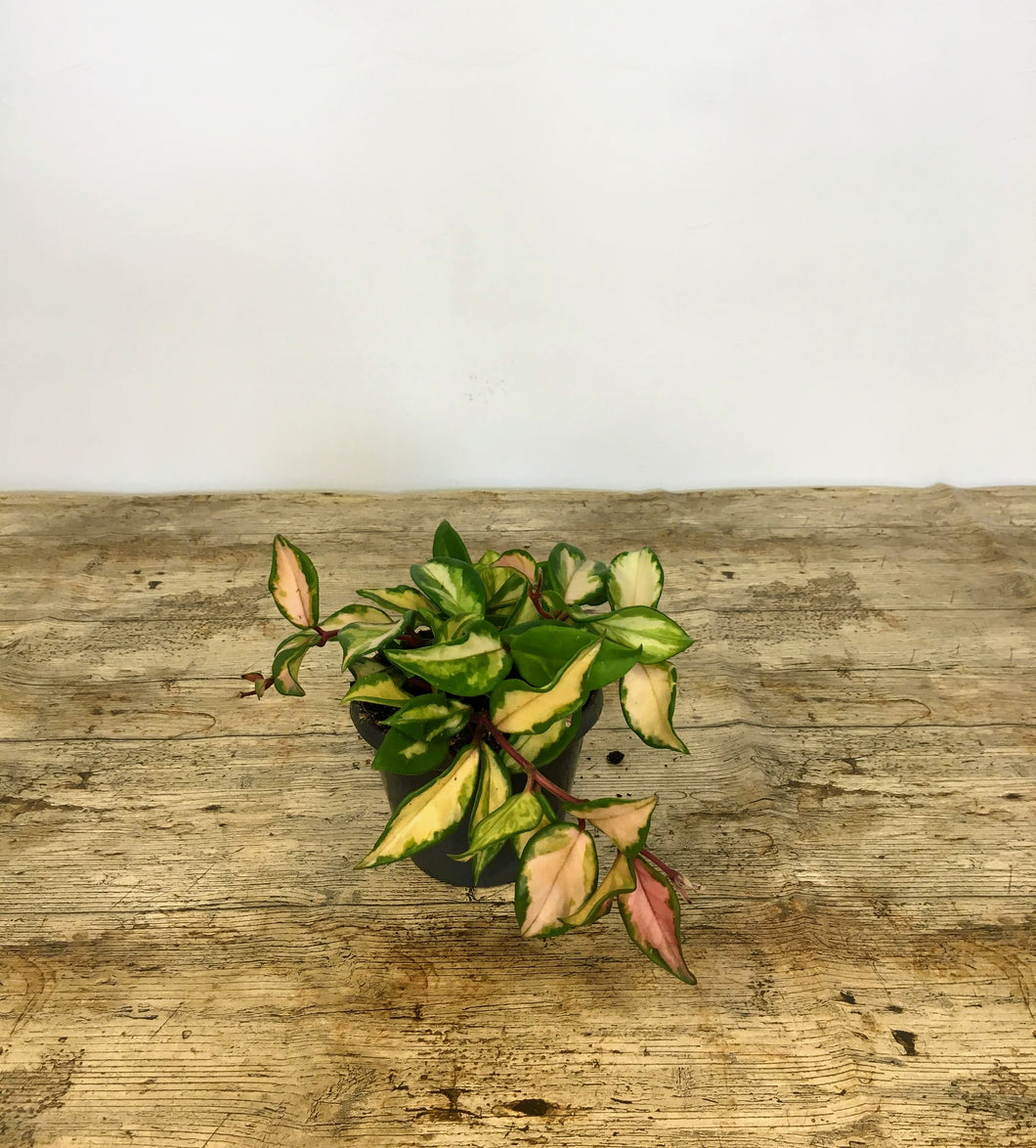 Hoya carnosa tricolour - wax flower