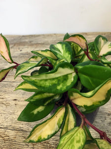 Hoya carnosa tricolour - wax flower