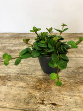 Load image into Gallery viewer, Peperomia hope
