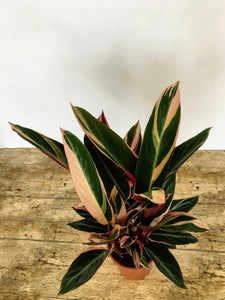 Stromanthe sanguinea Triostar - Prayer plant