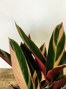 Stromanthe sanguinea Triostar - Prayer plant