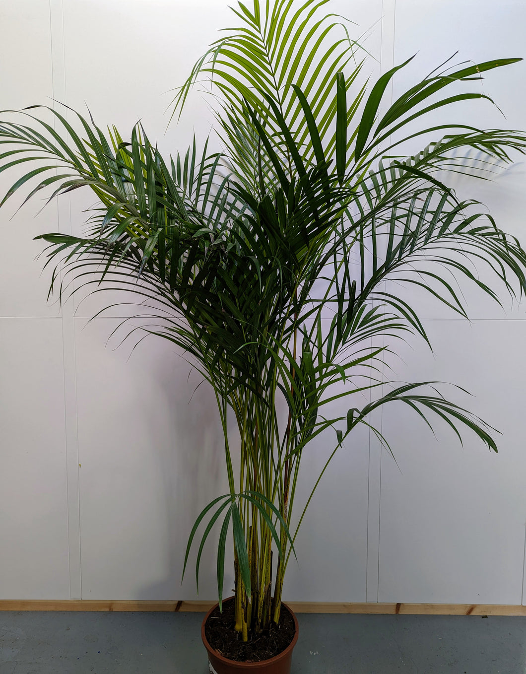 Chrysalidocarpus lutescens - Areca palm