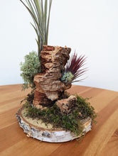 Load image into Gallery viewer, Mounted Airplant Arrangement
