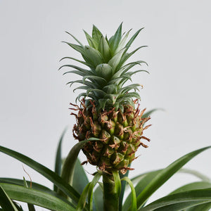 Ananas comosus - Ornamental Pineapple Plant