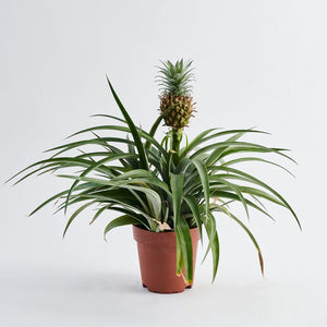 Ananas comosus - Ornamental Pineapple Plant